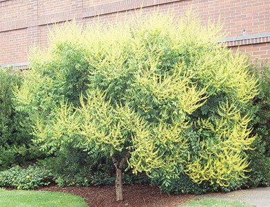 Goldenrain Tree