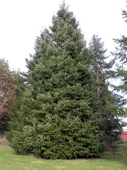 Grand Fir