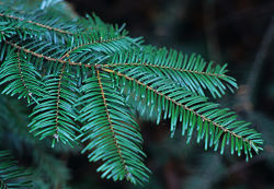 Grand Fir