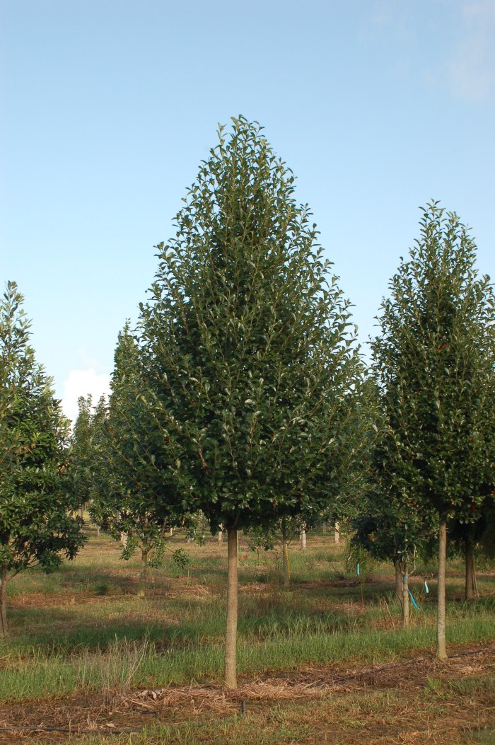 Green Gable Black Tupelo 