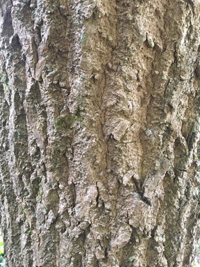 Hardy Rubber Tree