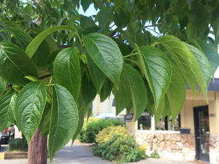 Hardy Rubber Tree