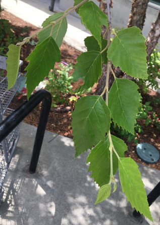 Heritage River Birch