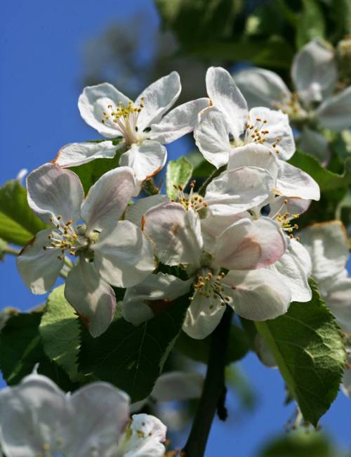 Honeycrisp Apple Tree