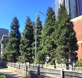 Incense Cedar