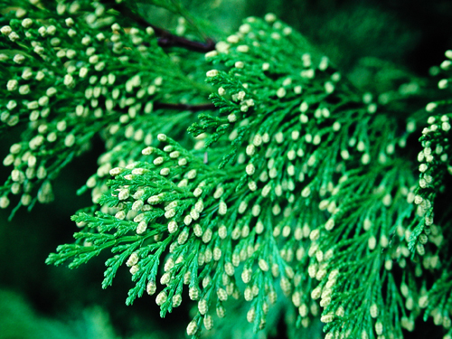 Incense Cedar