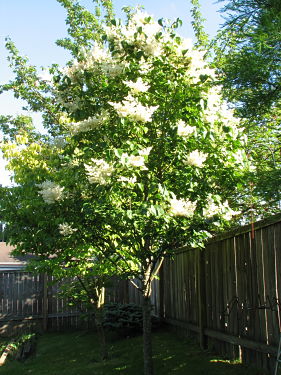 Japanese Lilac