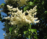 Japanese Lilac