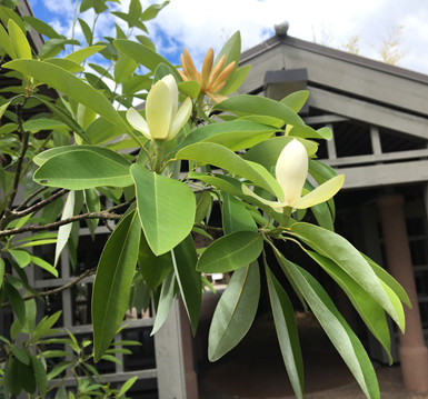 Moonglow Magnolia