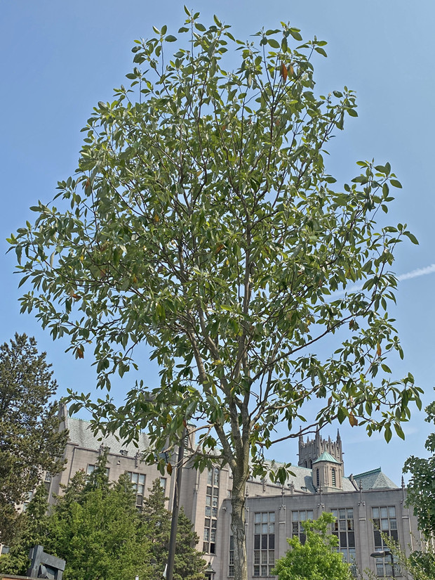 Moonglow Magnolia