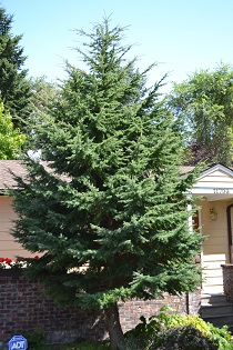 Mountain Hemlock