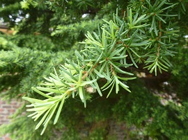 Mountain Hemlock