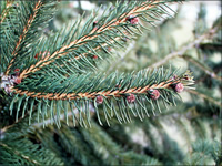 Norway Spruce