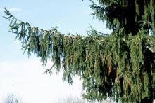 Norway Spruce