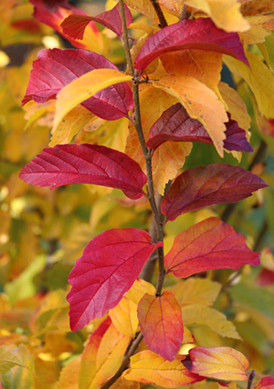 Persian Spire Parrotia