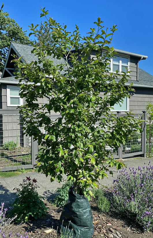 Persian Spire Parrotia