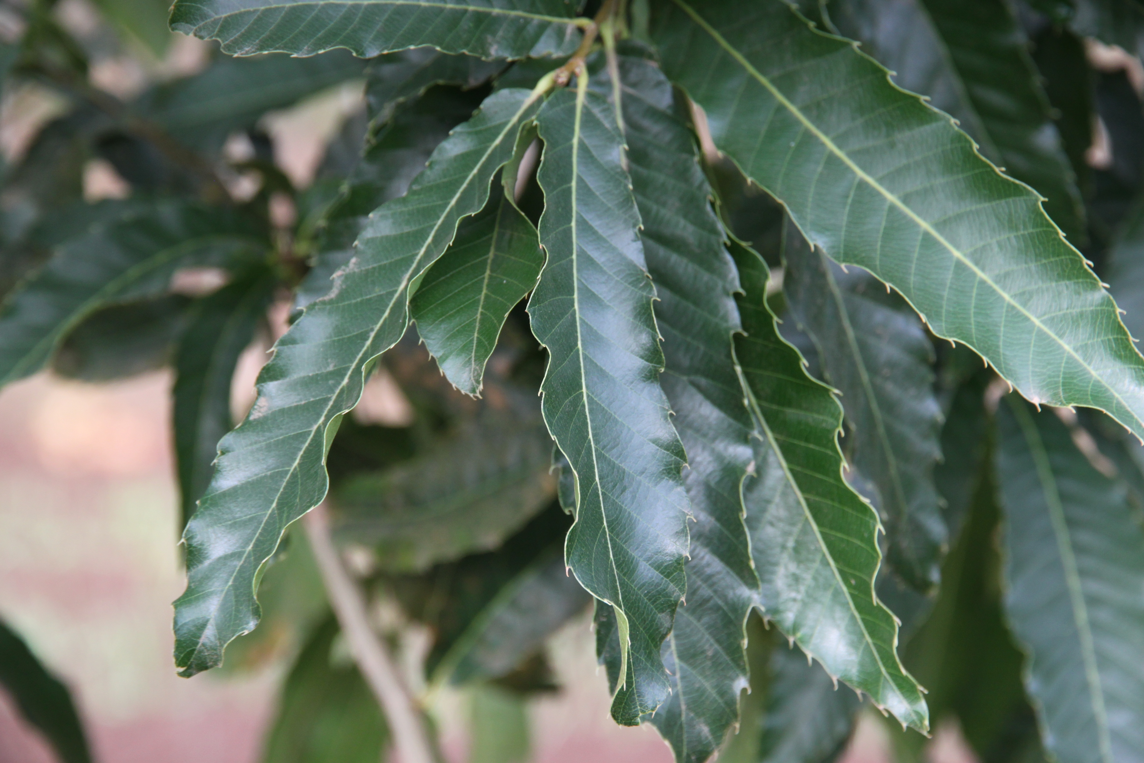 Sawtooth Oak