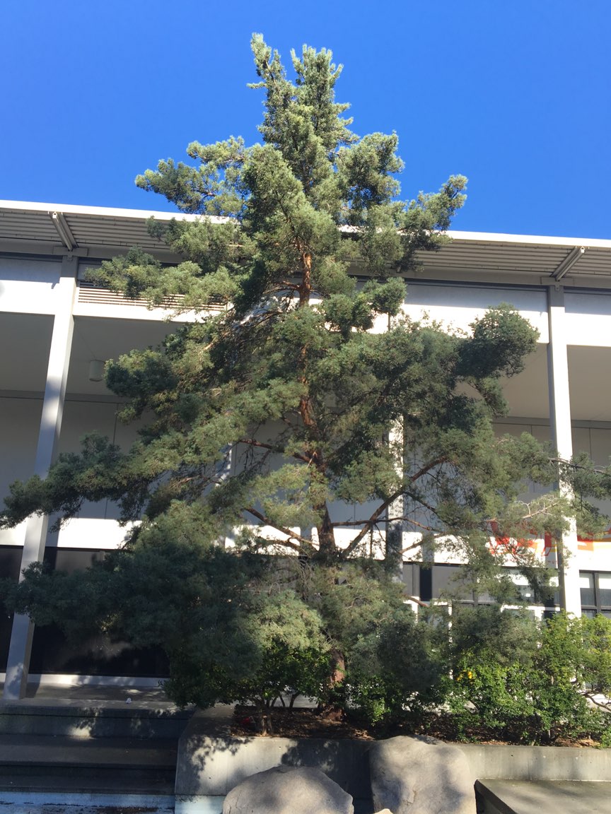 Scotch Pine