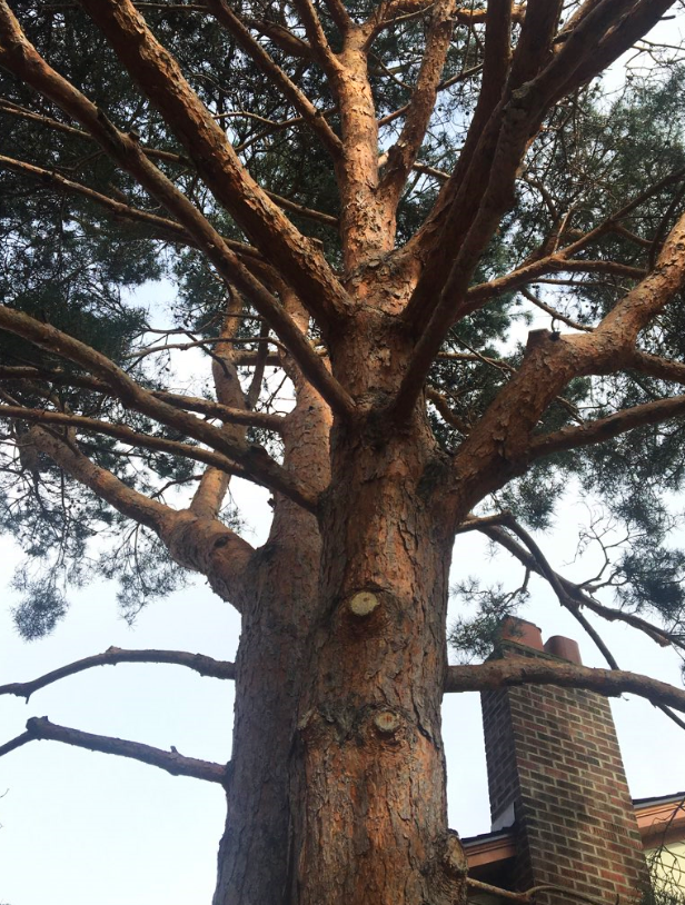 Scotch Pine
