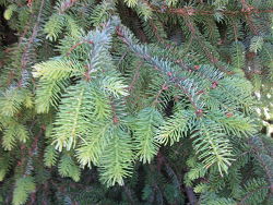 Serbian Spruce