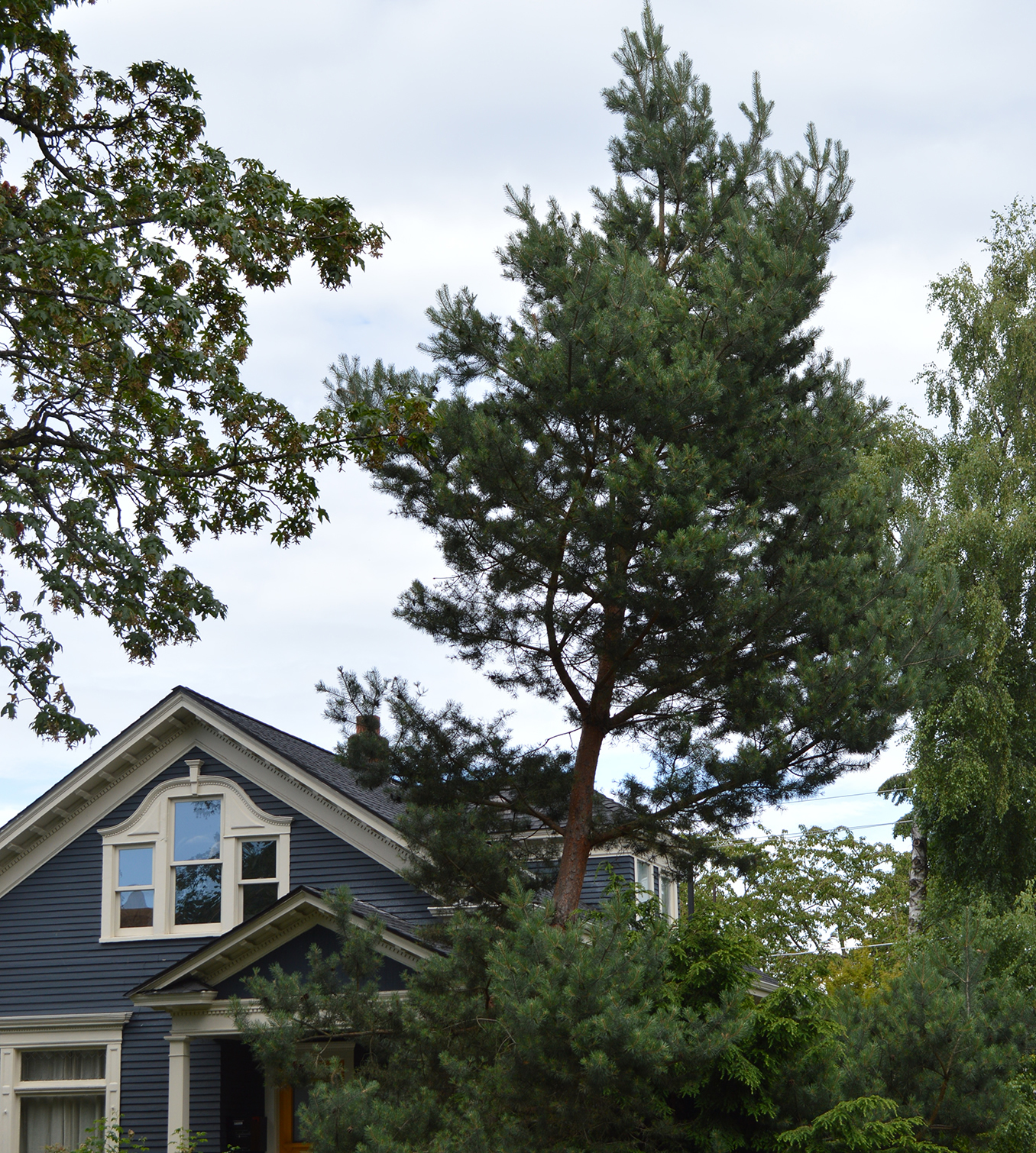 Shore Pine