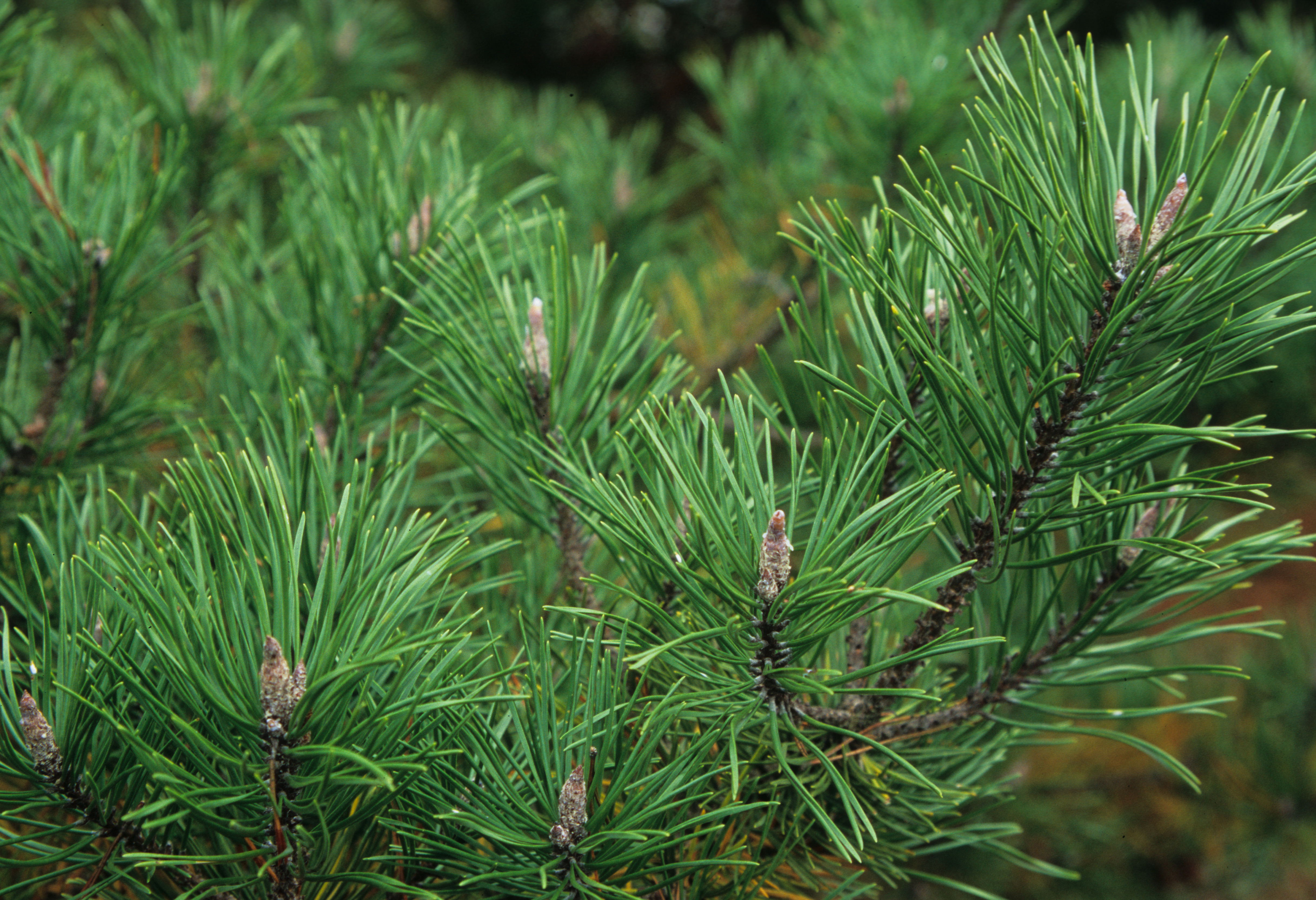 Shore Pine