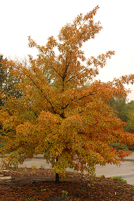 Single Oak