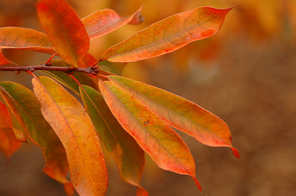 Bundle - Oak Leaf / Orange by Jangneus