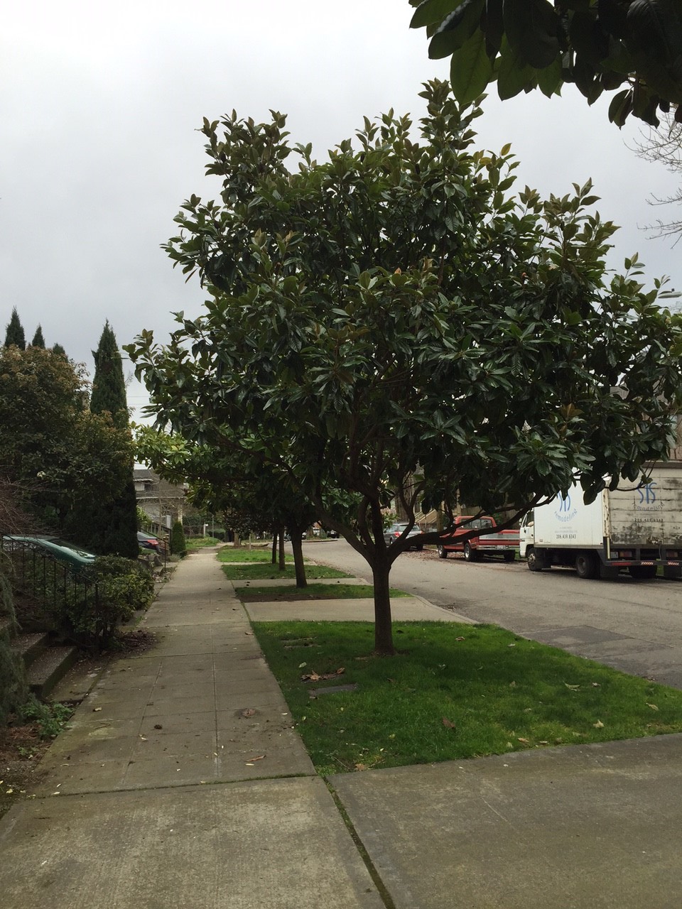 Southern Magnolia