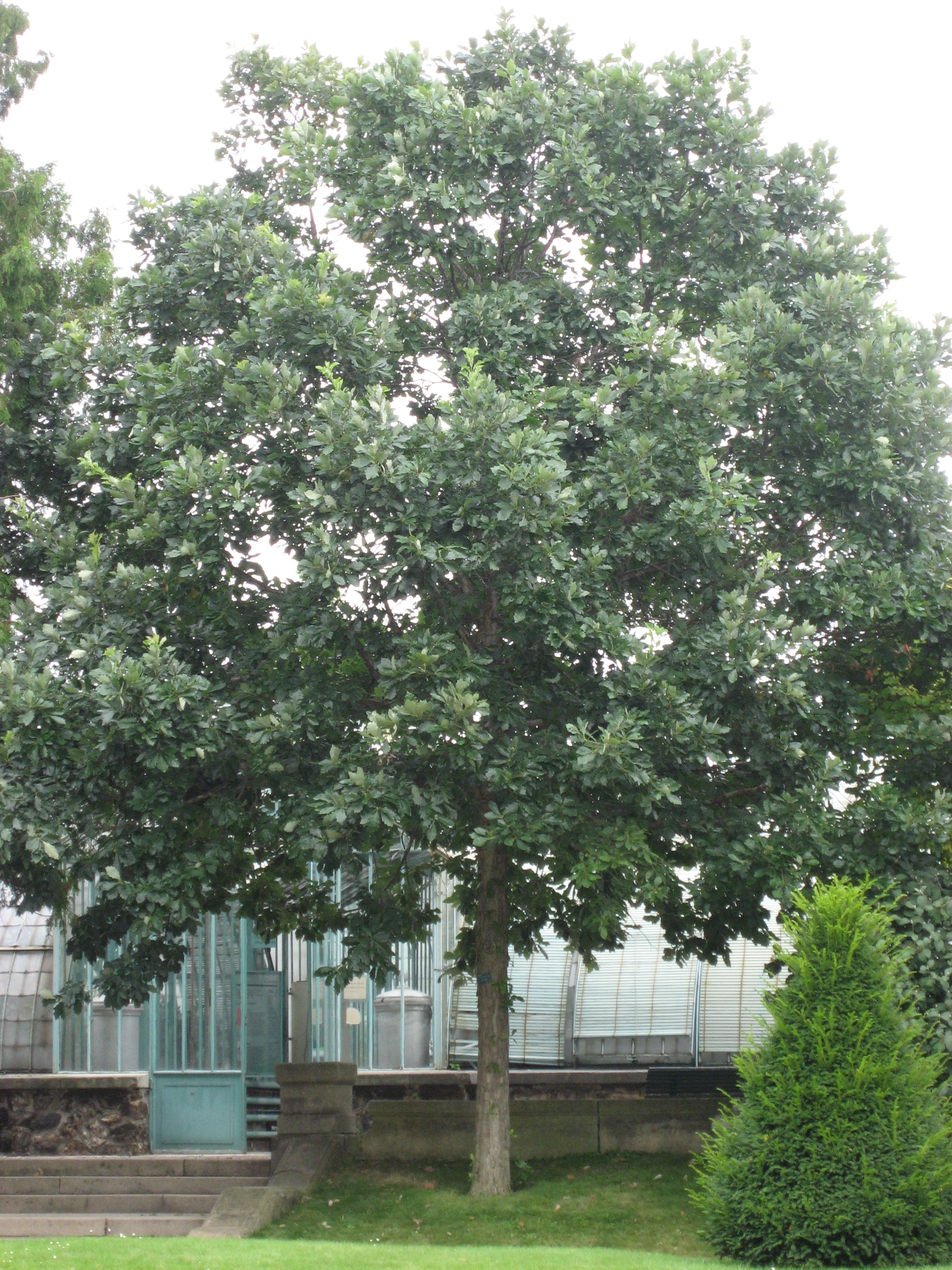 Swamp Oak