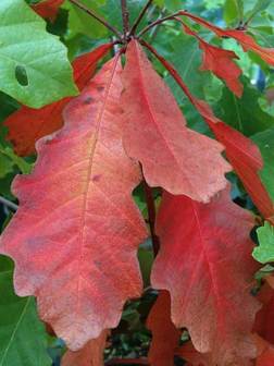 Swamp Oak