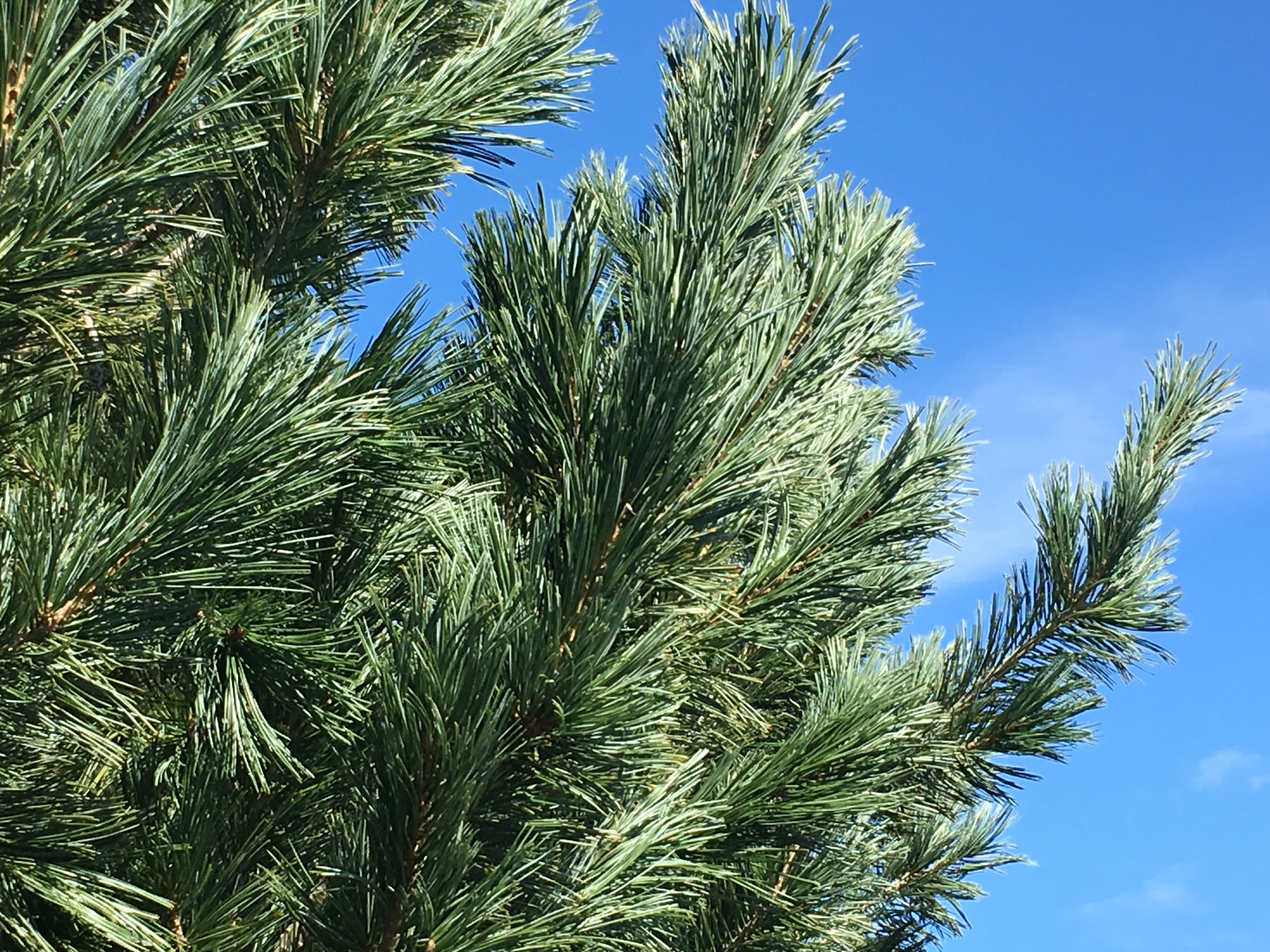 Vanderwolf's Pyramid Limber Pine