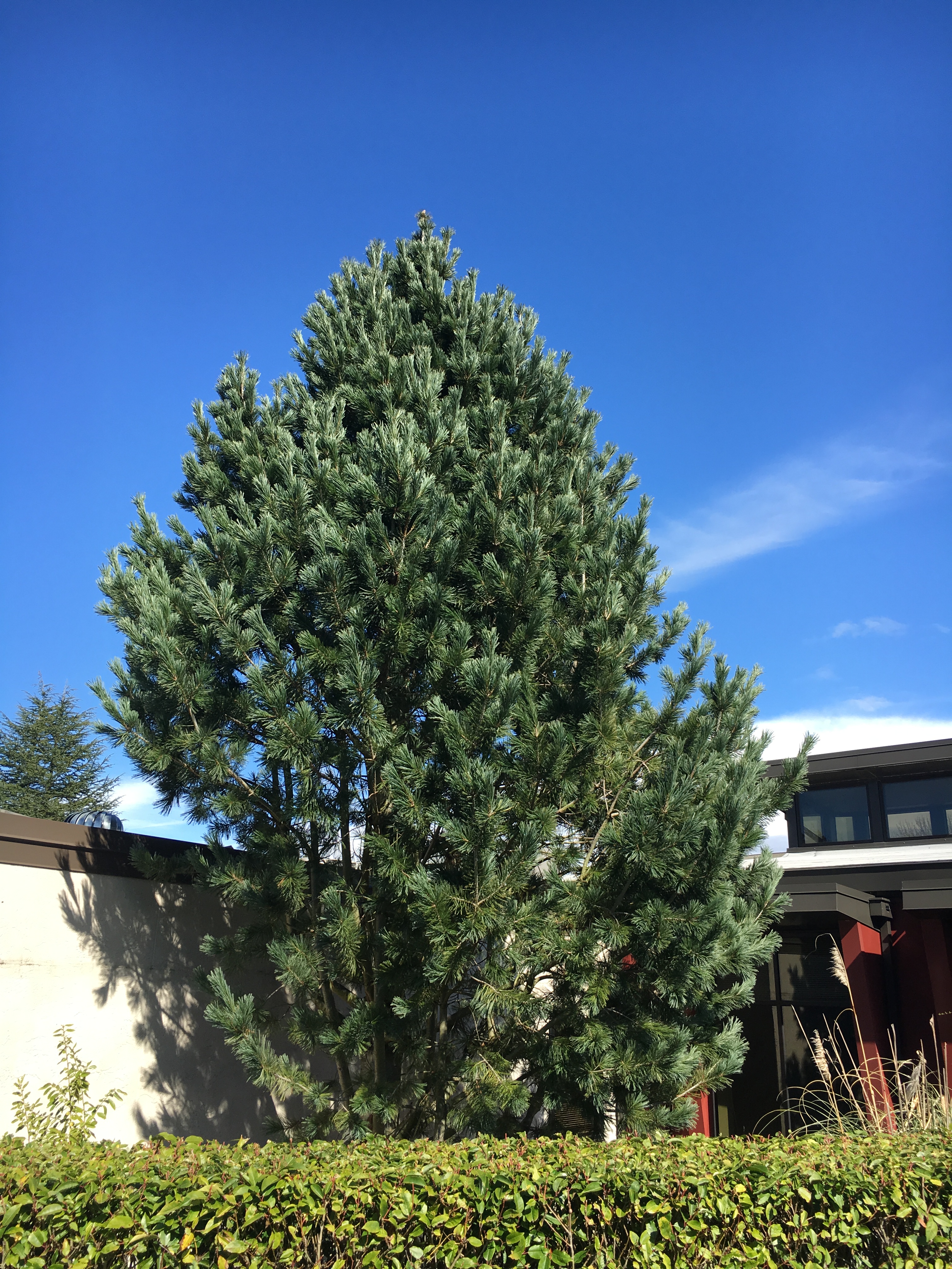 Vanderwolf's Pyramid Limber Pine - Trees | seattle.gov