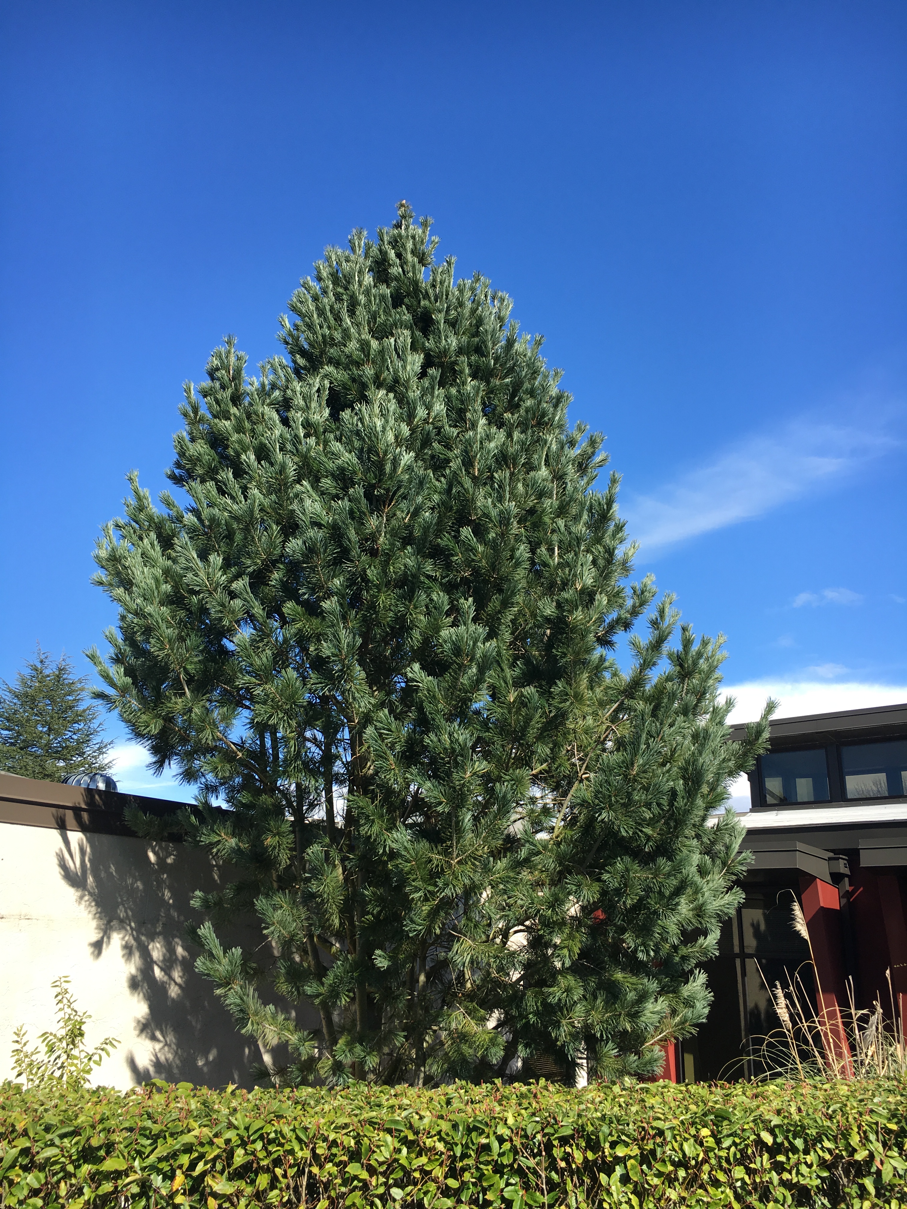 Vanderwolf's Pyramid Limber Pine