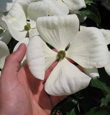 Venus Dogwood