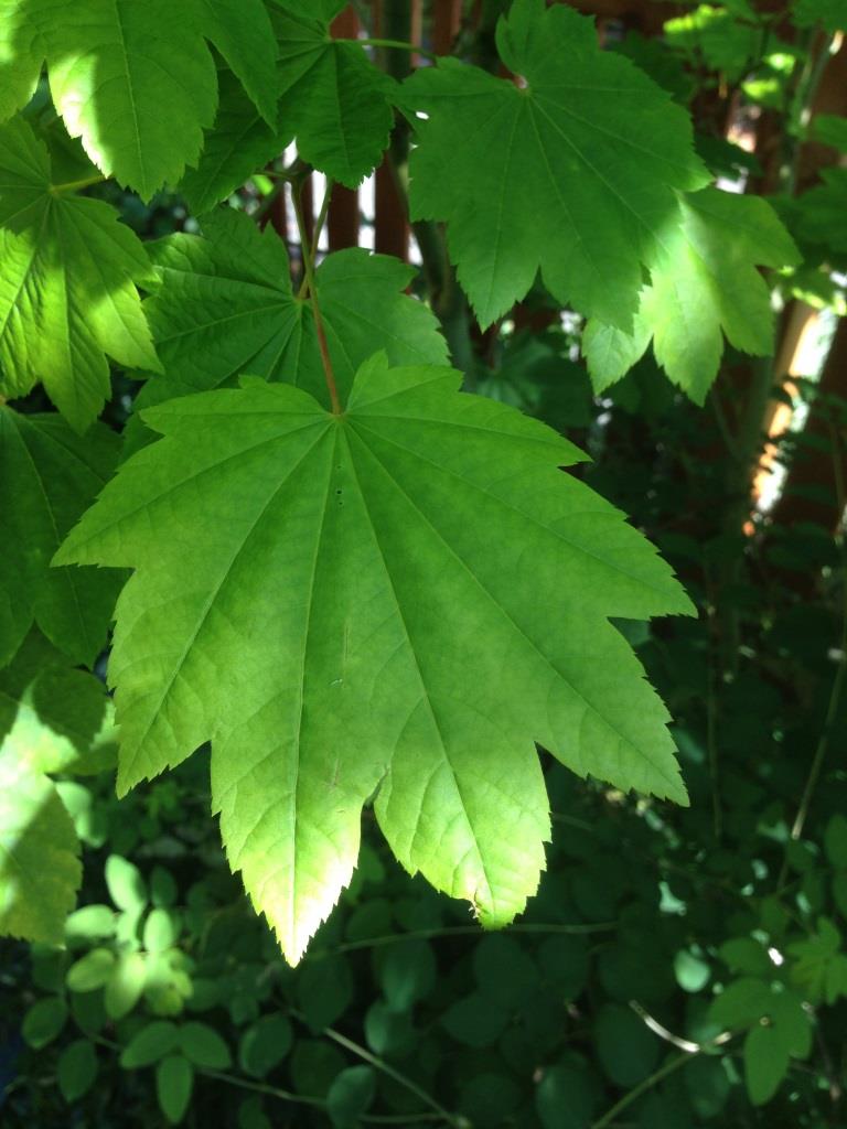 Vine Maple