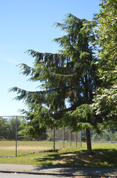 Western Hemlock