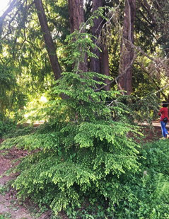 Western Hemlock