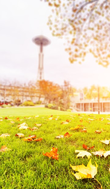 Grassy park with Space Needle in background