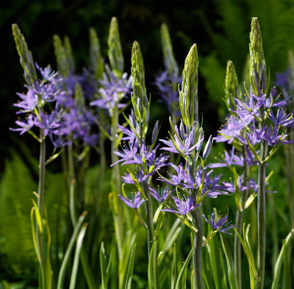 Close up of native plantings