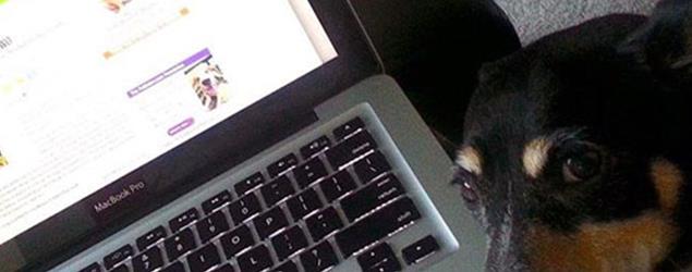 A small dog resting its head beside an open laptop displaying a pet adoption webpage.