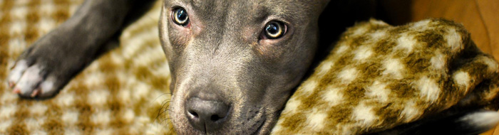 A close-up of a gray dog laying on a green blanket.