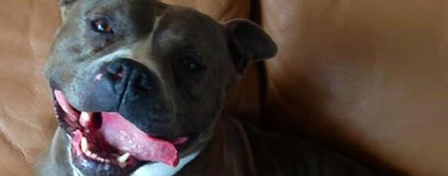 A dog with a wide open mouth and visible tongue sits on a brown couch.