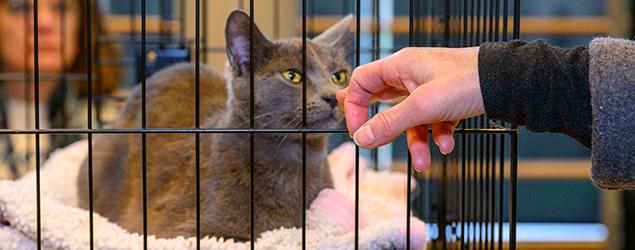  A gray cat rests inside a padded cage while a hand reaches through the bars to gently interact with the cat.