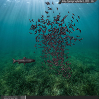 Screenshot of the salmon swimming, with a large group of smaller fish behind it. Text: bridge openings September 2, 2023: 16. Coho salmon count: August 5, 2023: 937