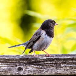 Bird Perched on a Branch Photo