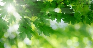 Sunlight through Branches Photo