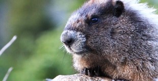Hoary Marmot Photo - J.D. Anderson
