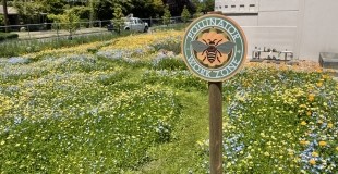 Pollinator garden at Seattle City Light’s Magnolia Substation (photo credit: Christina Orrino)