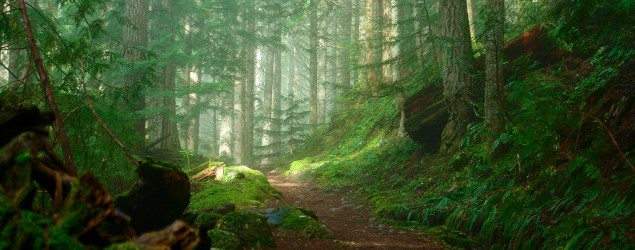 Wooded Path photo